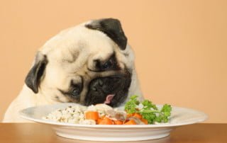 Dieta del cane: crocchette, barf o casalinga