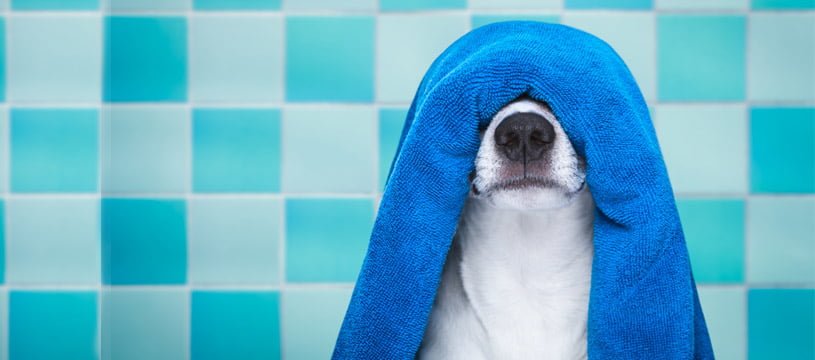 lavare il cane con acqua e aceto