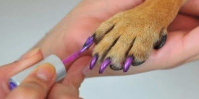 smalto unghie cani