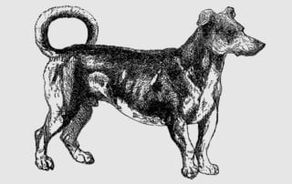 cane girarrosto - Turnspit_Dogs